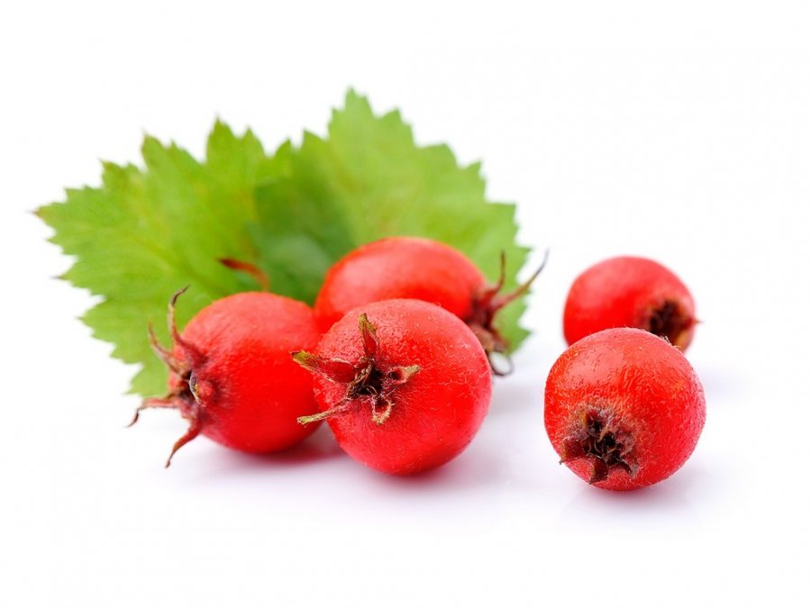 Hawthorn Fruit