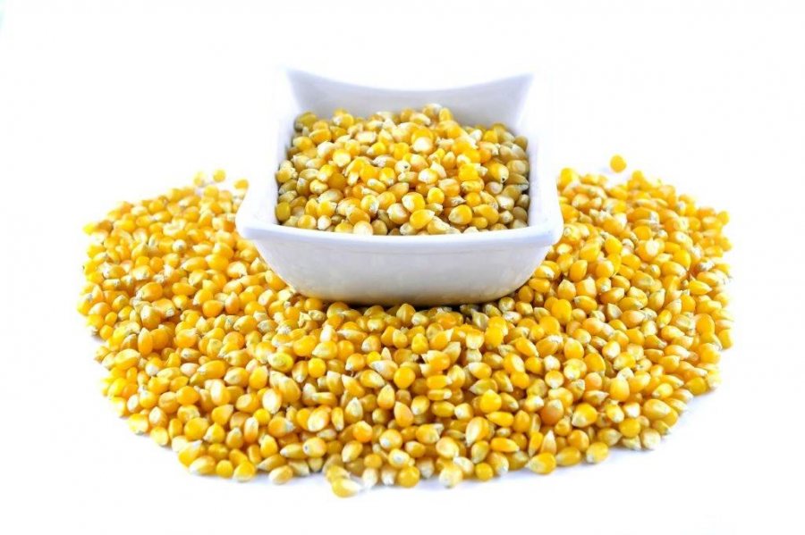 Maize